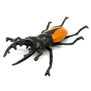 ブルマイスターツヤクワガタ